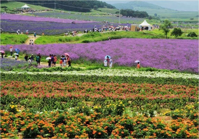 2018-03-19 2016年,全国休闲农业和乡村旅游接待游客近21亿人次,营业